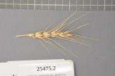 Click for 1 image(s) for this accession. Spike